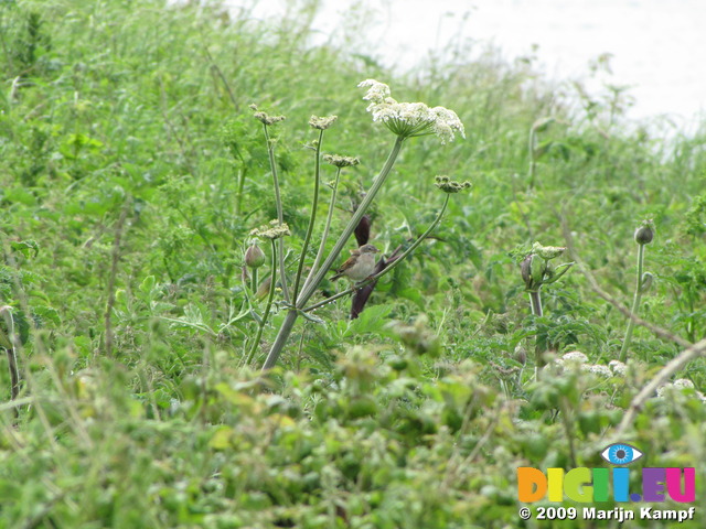 SX06652 Whitethroat on white flower (Sylvia communis)